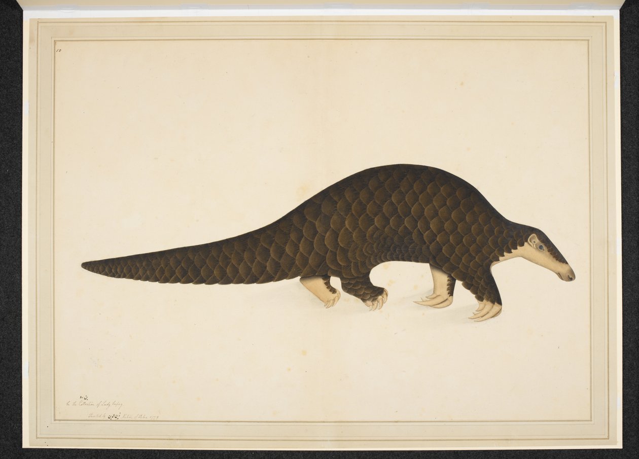 Afegeix. O. 4667, finlandès pangolí o formiguer escamat tekijältä Shaikh Zain ud Din (fl.1777 83)