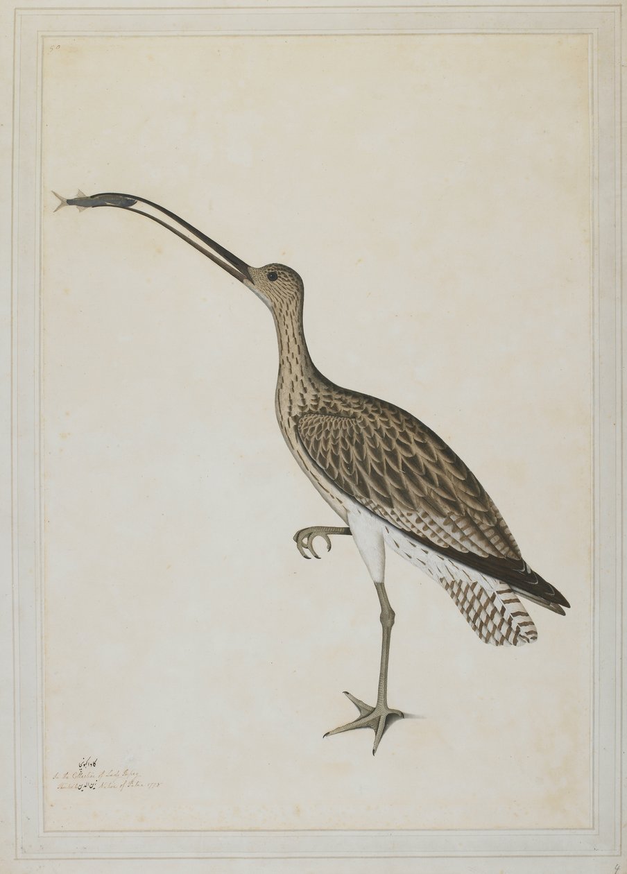 Itäkihara nielee mutaskipperiä tekijältä Shaikh Zain ud Din (fl.1777 83)