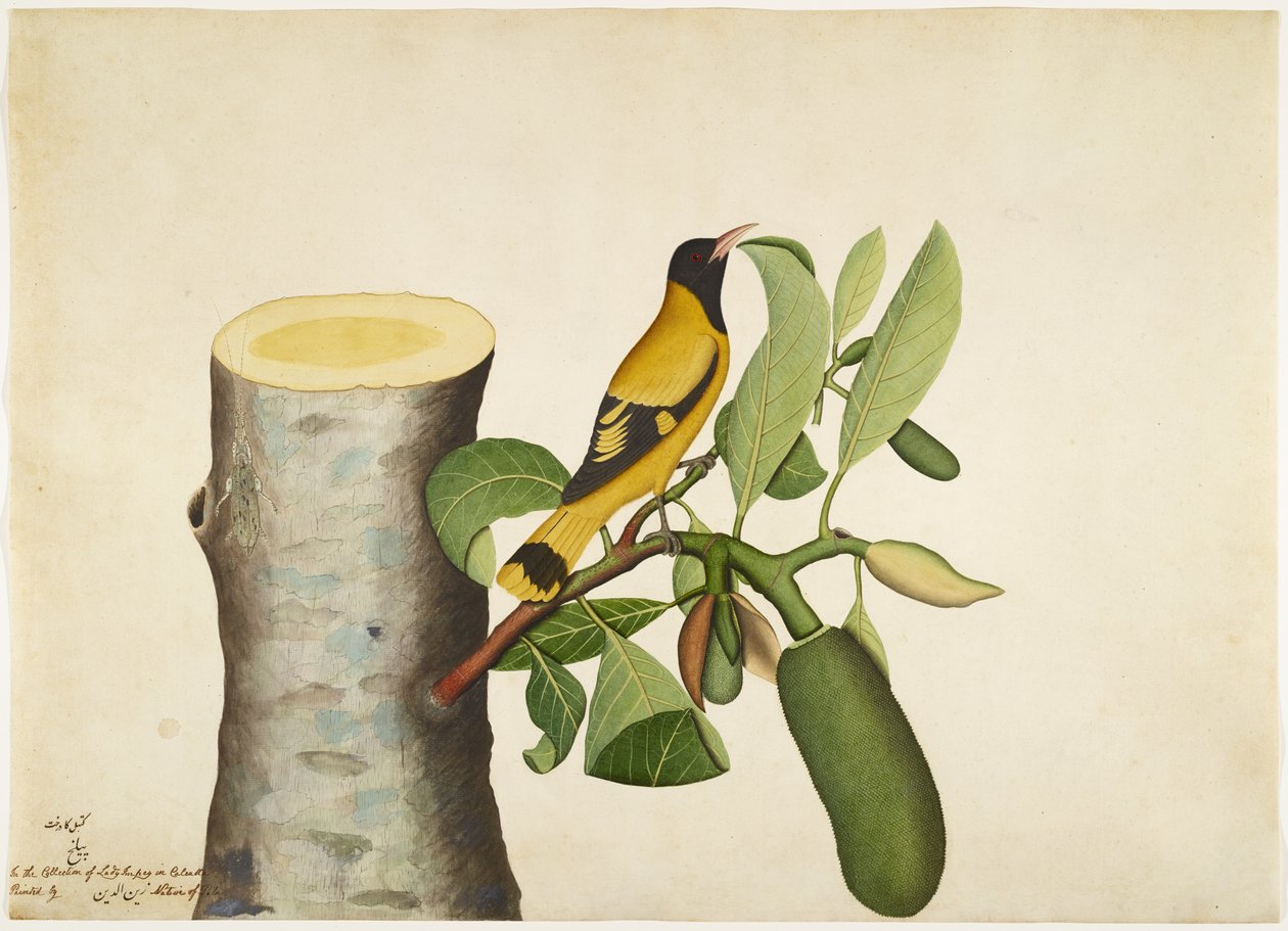 Musta hupullinen oriole ja insect on Jackfruit Stump, folio sarjasta, jonka tilaaja Lady Impey, 1778 tekijältä Shaikh Zain ud Din