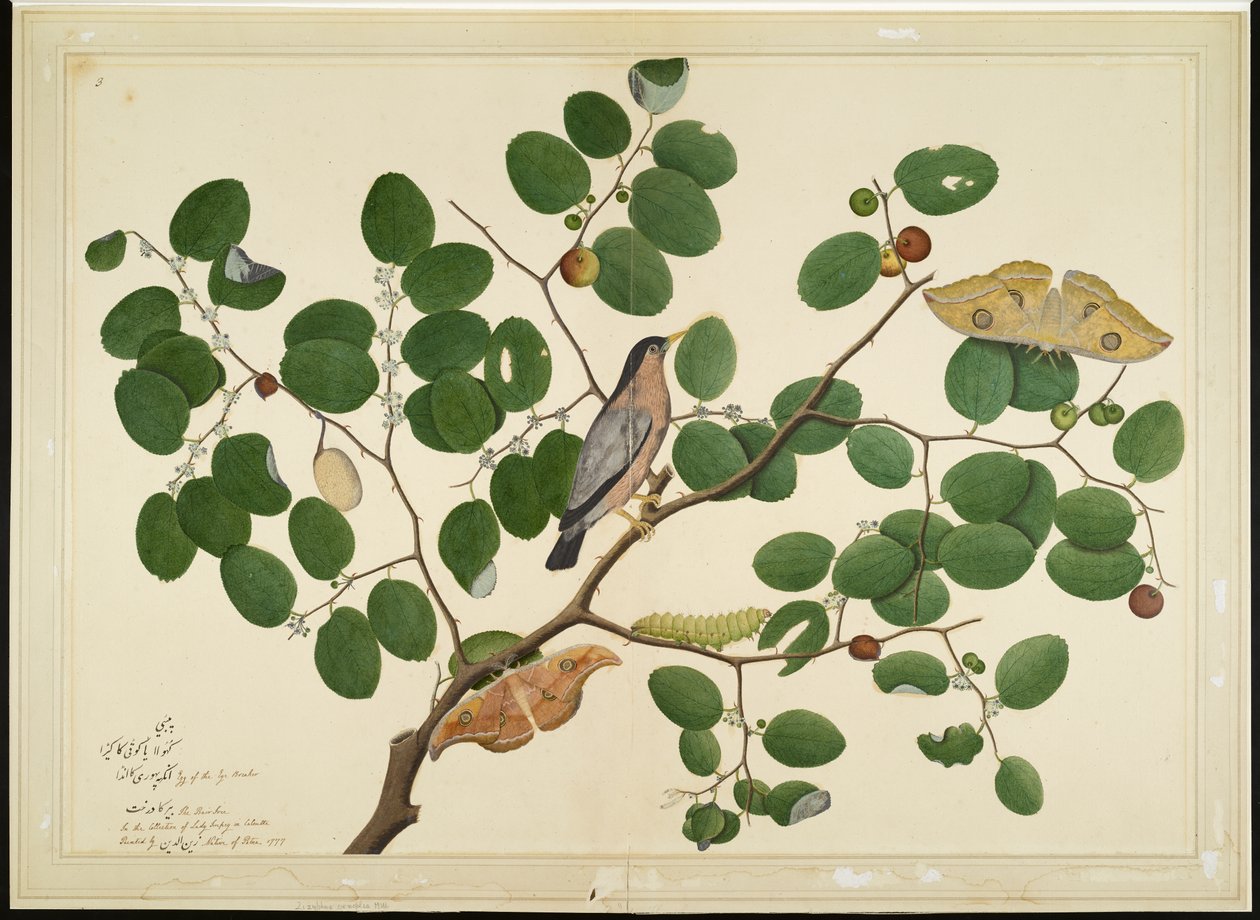 Brahminy Starling kahdella antheraea-koilla, toukalla ja kotelolla Intian juujubepuussa, folio sarjasta, jonka tilaaja Lady Impey, 1777 tekijältä Shaikh Zain ud Din