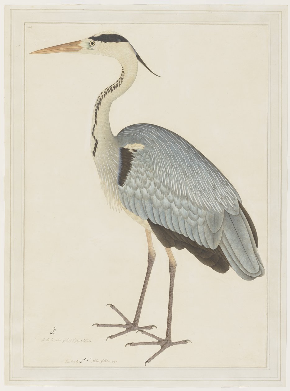 Gray Heron, folio sarjasta, jonka tilaaja Lady Impey, n. 1780-82 tekijältä Shaikh Zain ud Din
