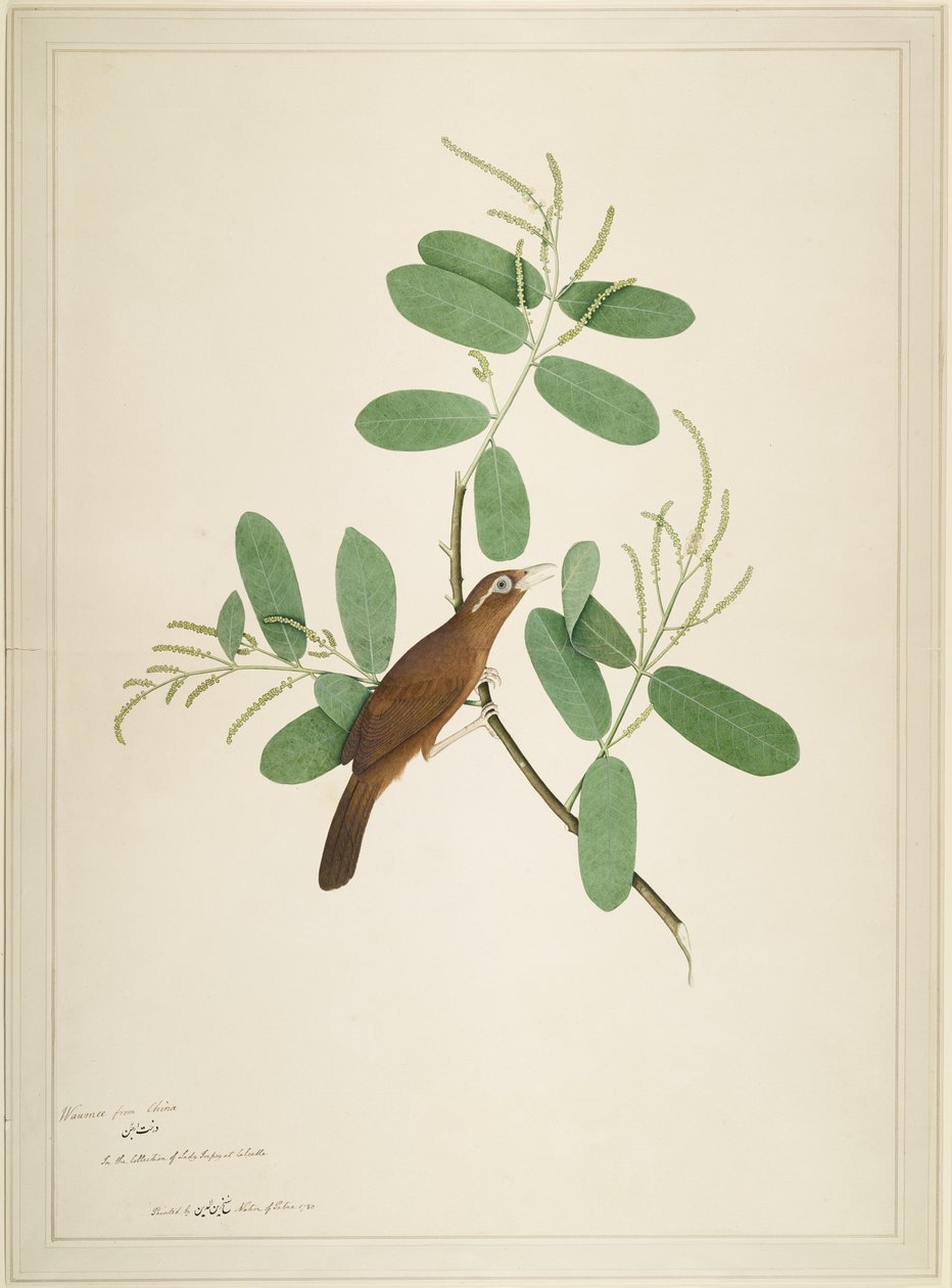 Hwamei Terminalia Branchissa, folio sarjasta, jonka tilaaja Lady Impey, 1780 tekijältä Shaikh Zain ud Din
