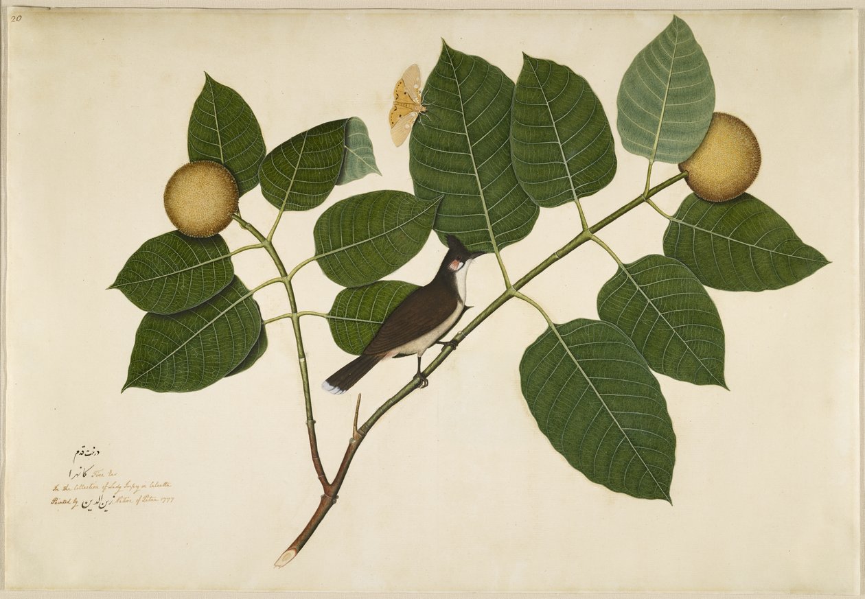 Punaviikset Bulbul ja Aganais Ficus Moth Kadamba Branch, folio sarjasta Lady Impey, 1777 tekijältä Shaikh Zain ud Din