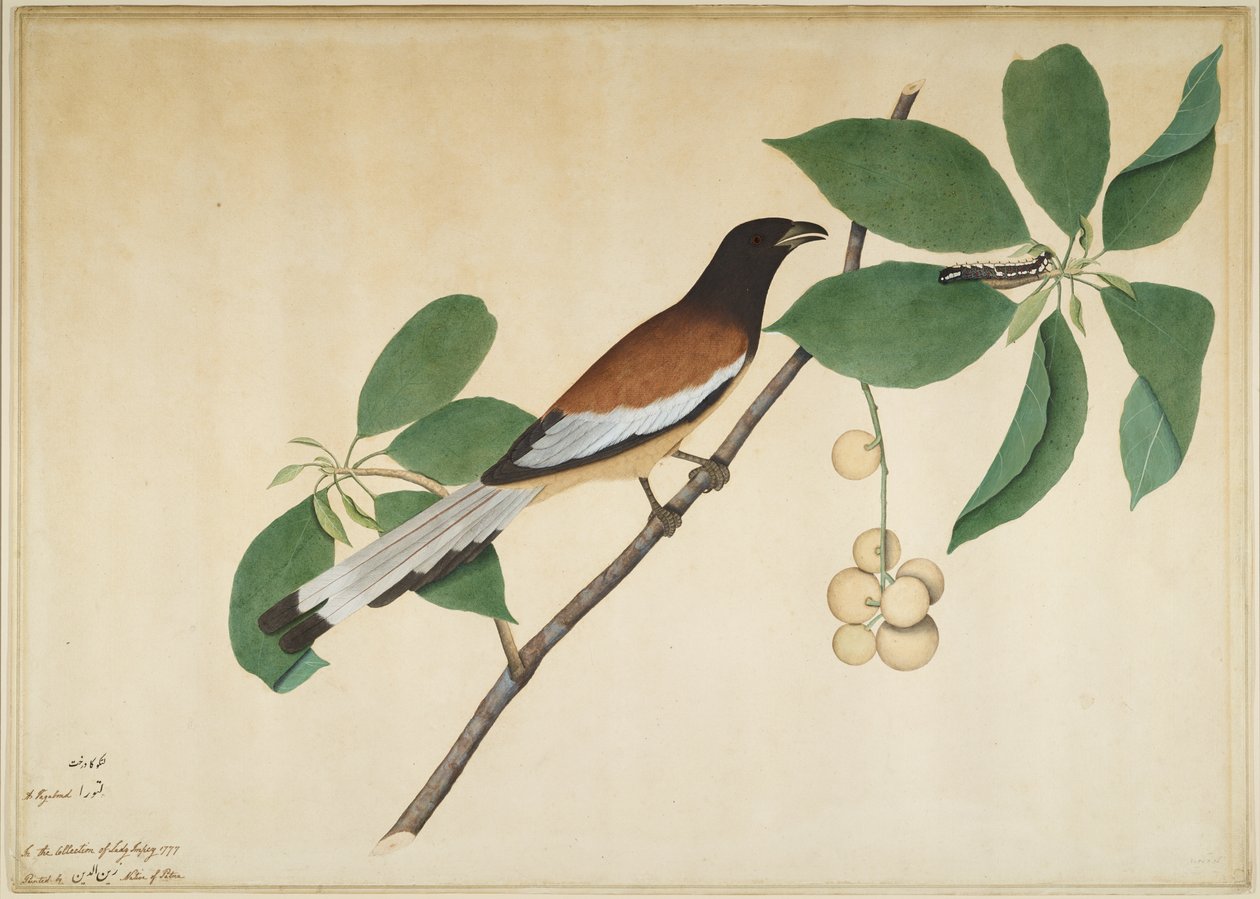 Rufous Treepie ja Caterpillar on Branch, folio sarjasta, jonka tilaaja Lady Impey, 1777 tekijältä Shaikh Zain ud Din