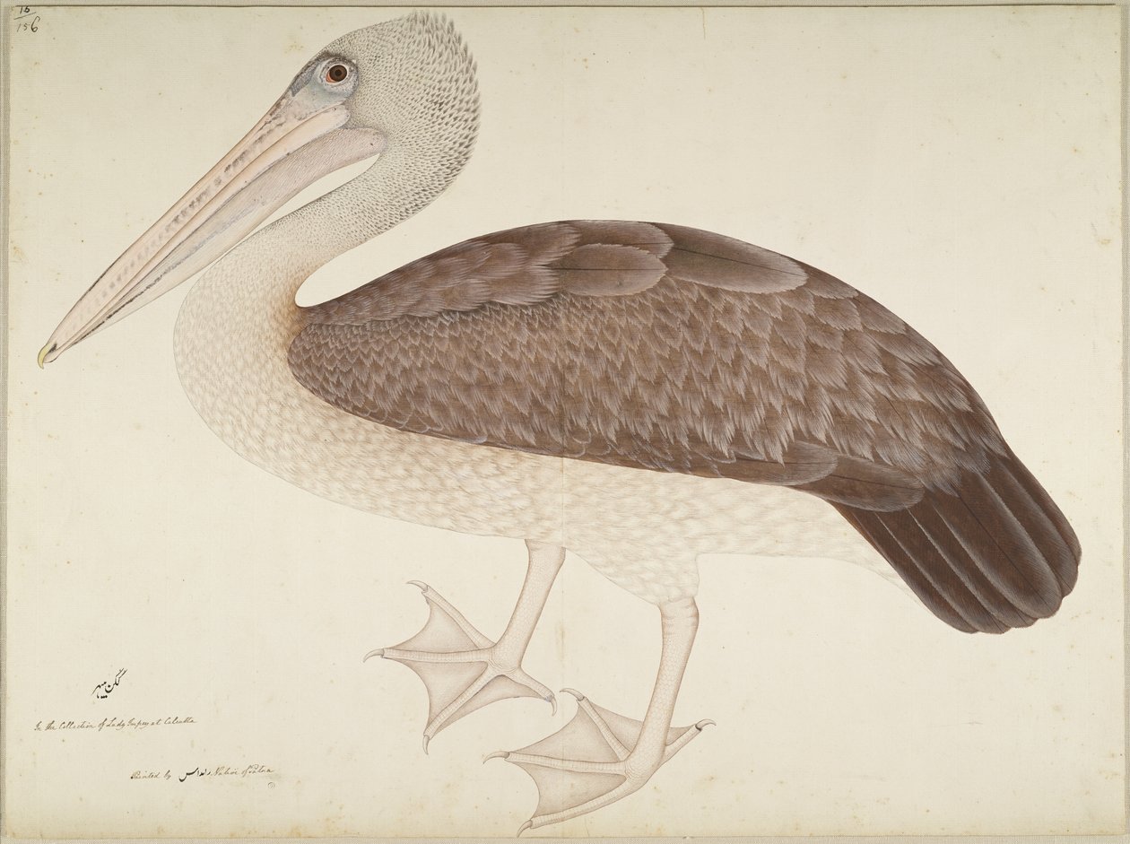 Spotbilled Pelican, folio sarjasta, jonka tilaaja Lady Impey, n. 1780-82 tekijältä Shaikh Zain ud Din