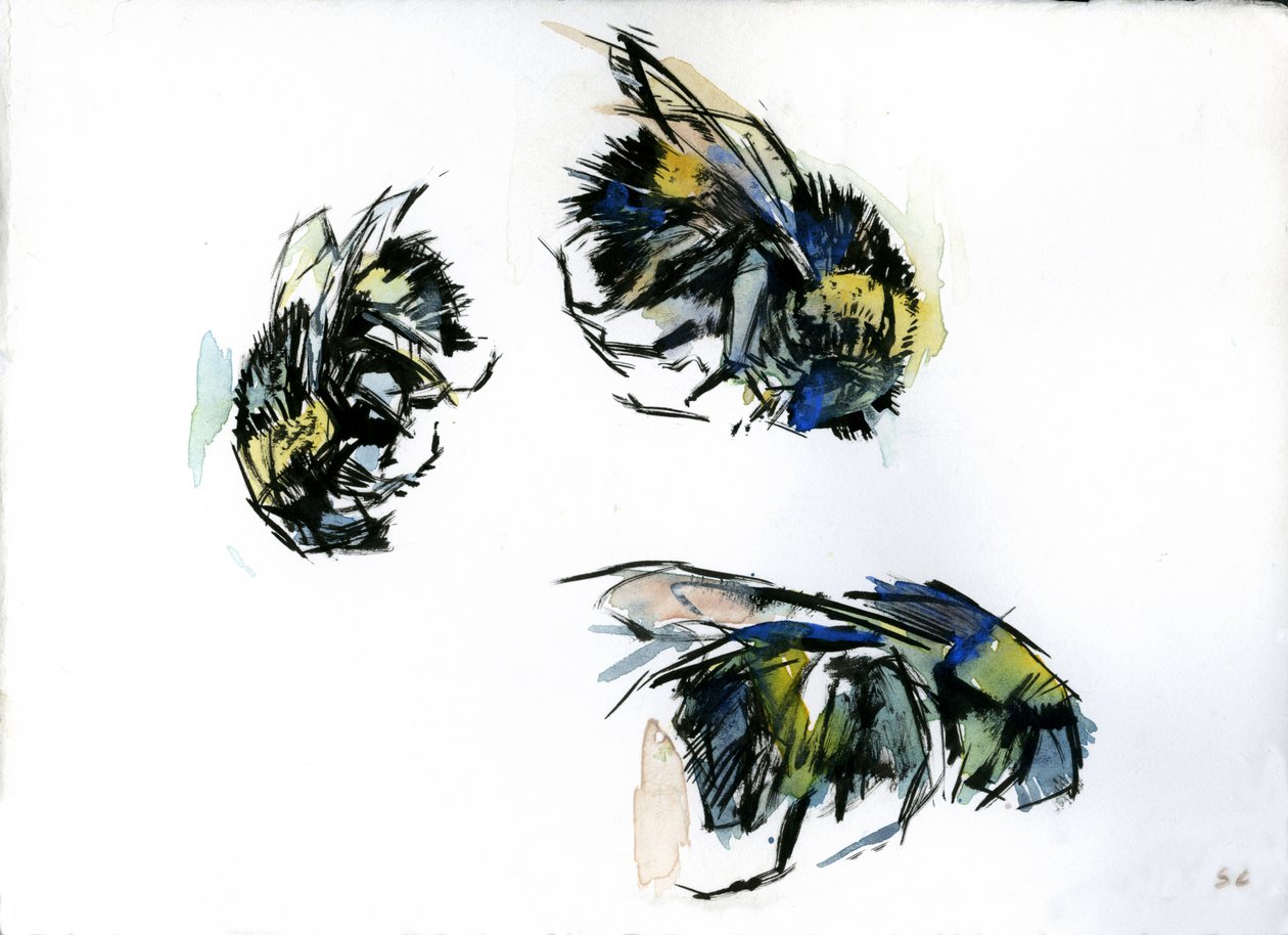 Bee Studies, 2024 (tussi paperille) tekijältä Shaun Carey