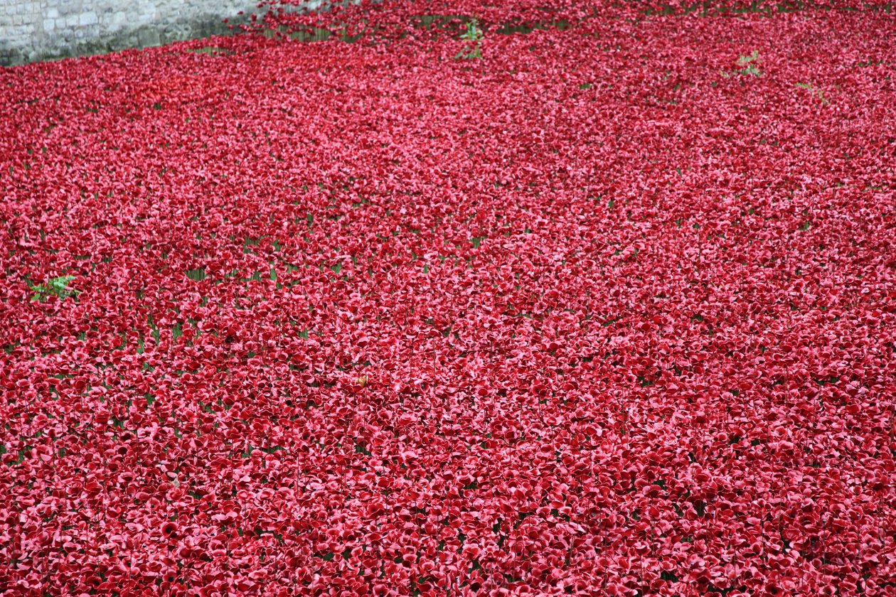Blood Swept Lands and Seas of Red, Tower of London, 2014. tekijältä Sheldon Marshall