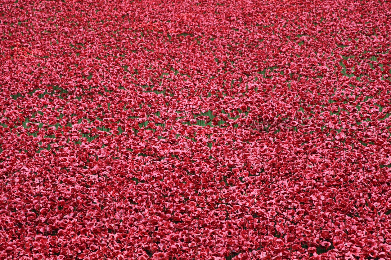 Blood Swept Lands and Seas of Red, Tower of London, 2014. tekijältä Sheldon Marshall