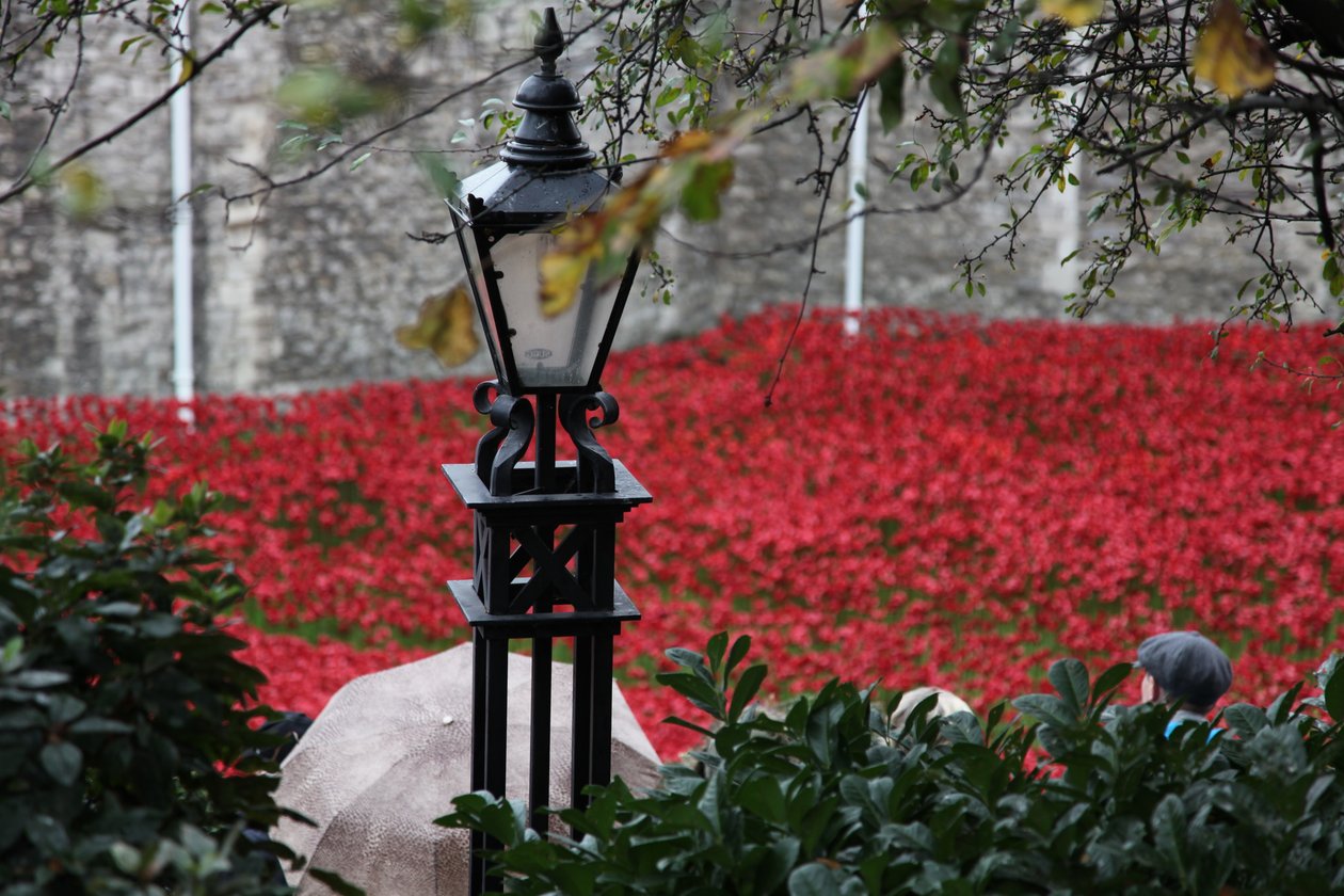Blood Swept Lands and Seas of Red, Tower of London, 2014. tekijältä Sheldon Marshall