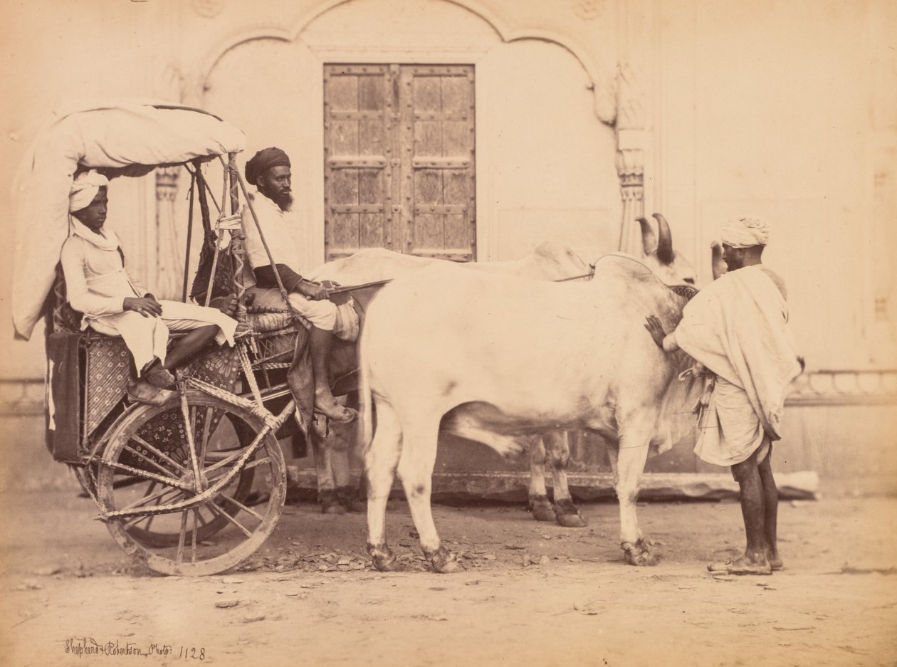 Bullock Cart, Delhi, 1863. tekijältä Shepherd and Robertson