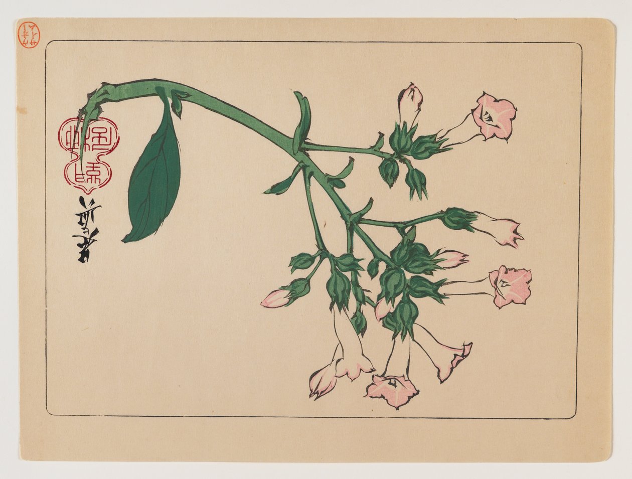 Kukkiva kasvi sarjasta Hana Kurabe, n.1880 (puupalikkaväripainatus) tekijältä Shibata Zeshin
