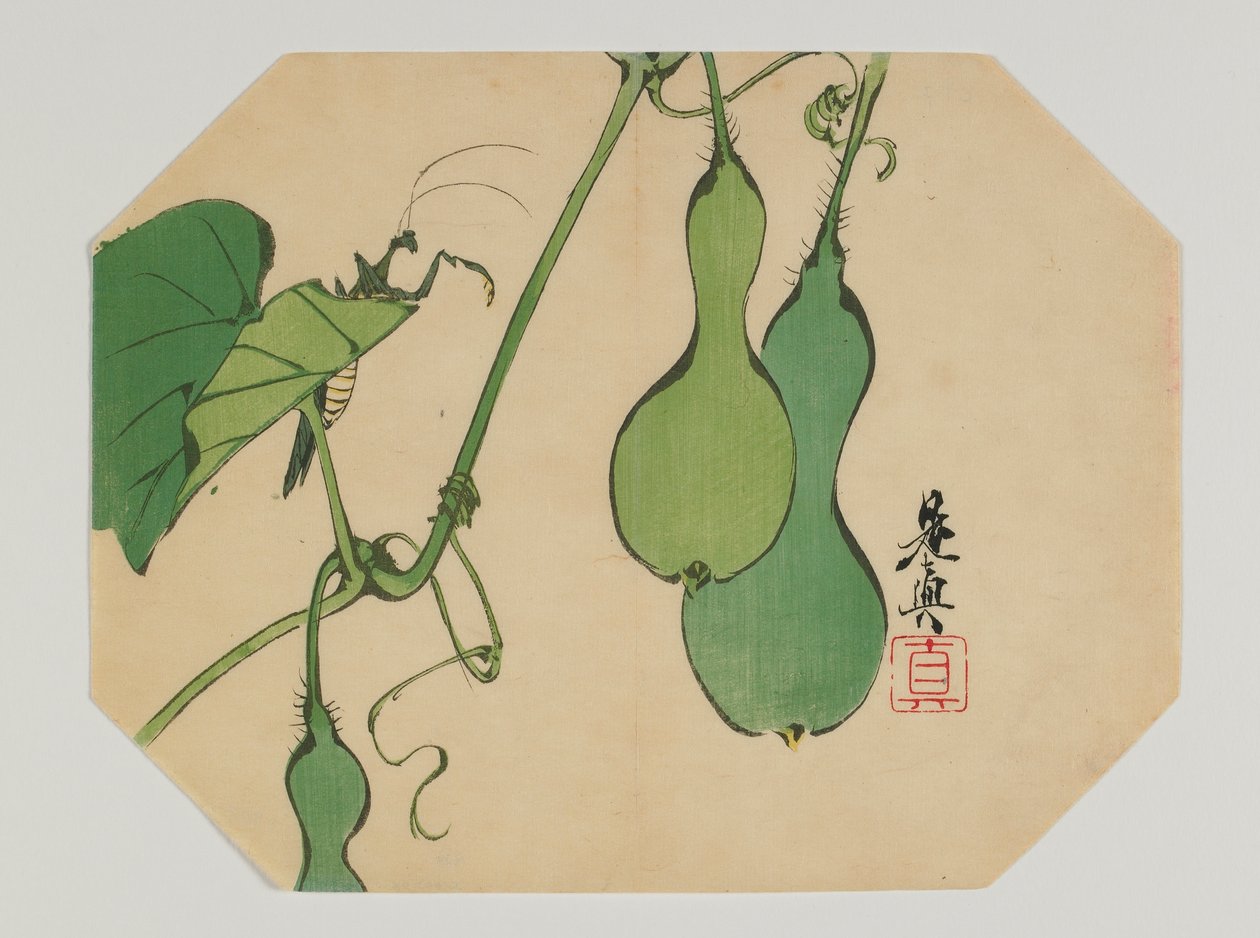 Painatus uchiwalle, kurpitsat viiniköynnöksellä ja mantis, Meiji-aikakausi, 1800-luvun loppu (värillinen puupainatus) tekijältä Shibata Zeshin