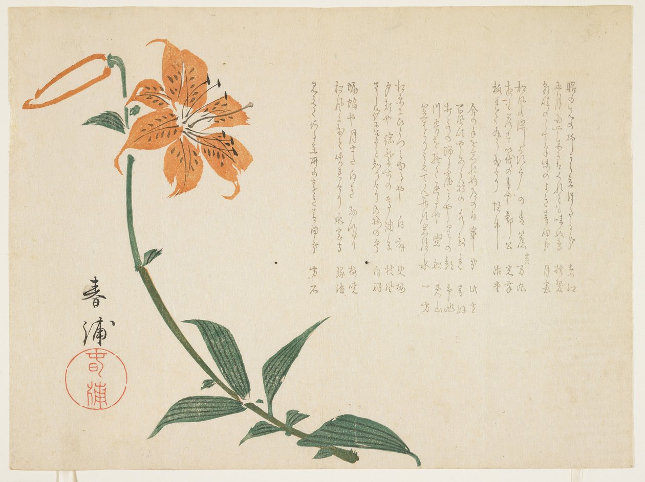 Tiikerililja, n. 1861-64 (värillinen puupainatus) tekijältä Shumpo