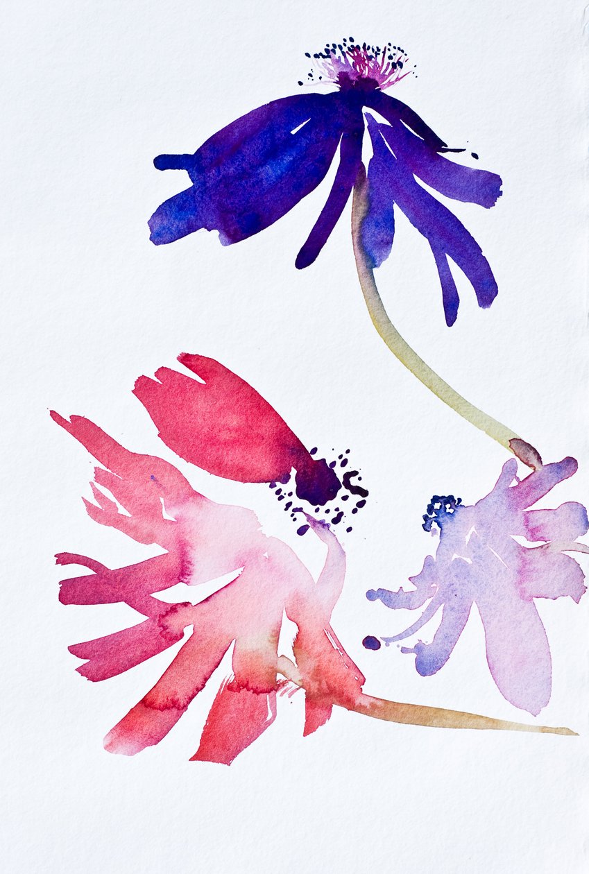 Anemoneja II, 2010 (akvarelli) tekijältä Simon Fletcher
