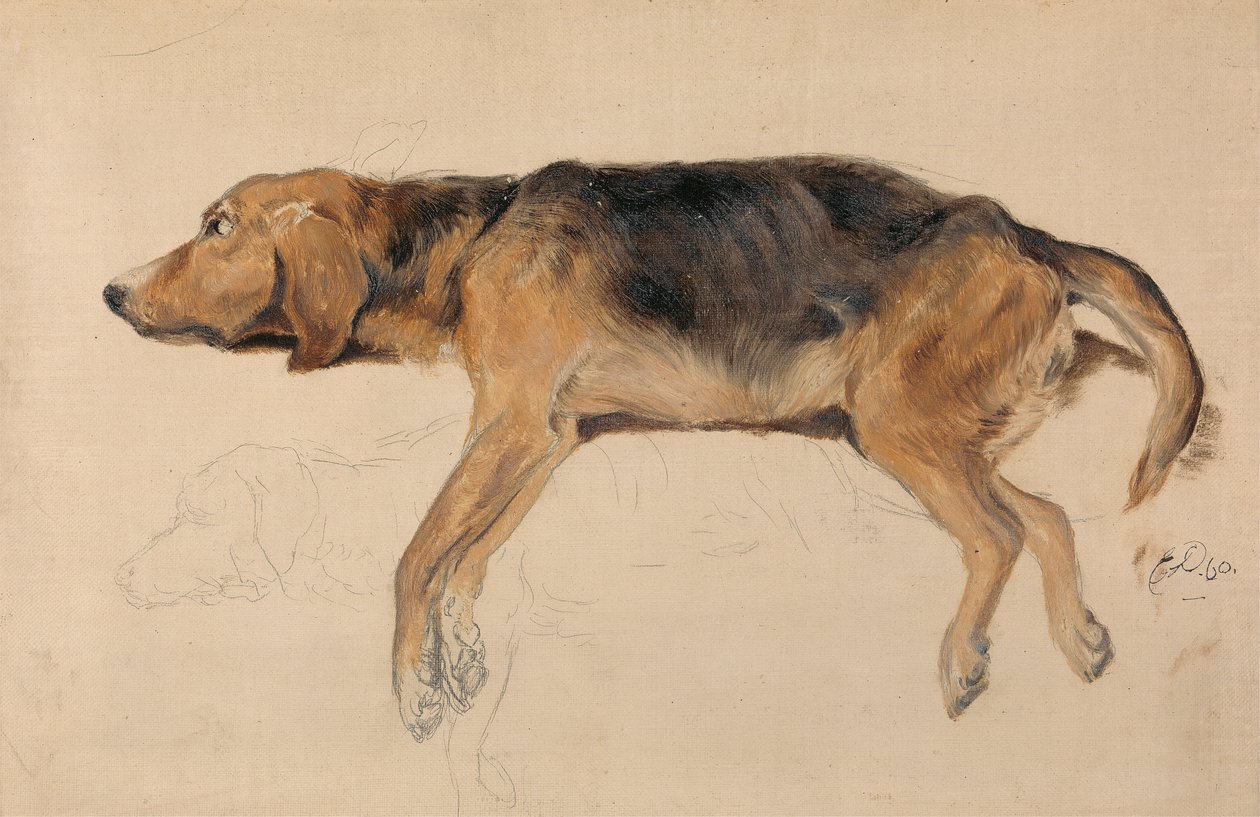 Tutkimus makuulla makaavasta koirasta tekijältä Sir Edwin Henry Landseer
