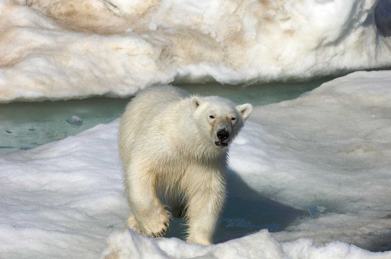 Jääkarhu (Ursus maritimus) kävelemässä jäälautan poikki, Huippuvuoret, Norja, 2022 (kuva) tekijältä Sisse Brimberg