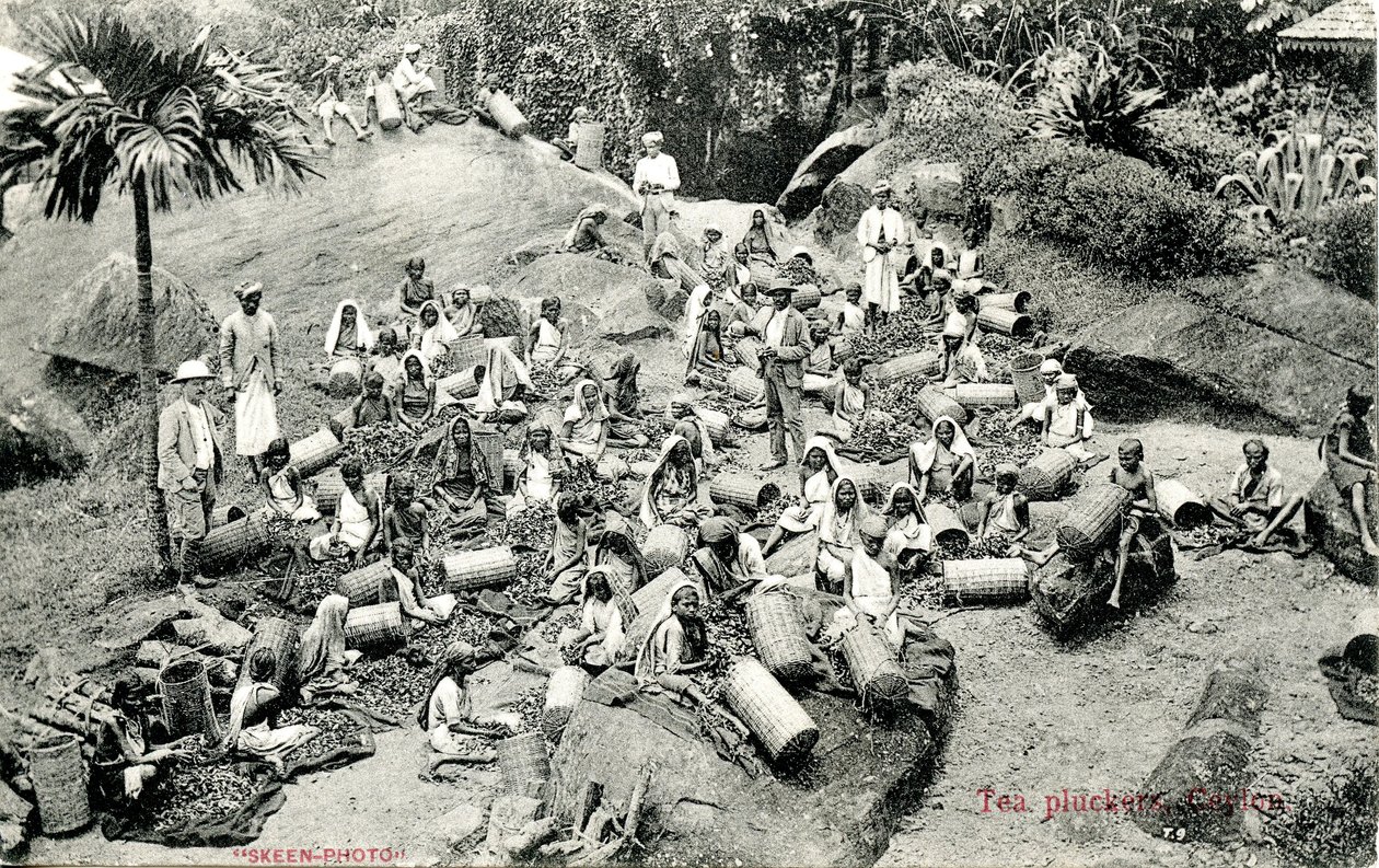 Tea-pluckers, Ceylon, noin 1900-1930 tekijältä Skeen and Co.
