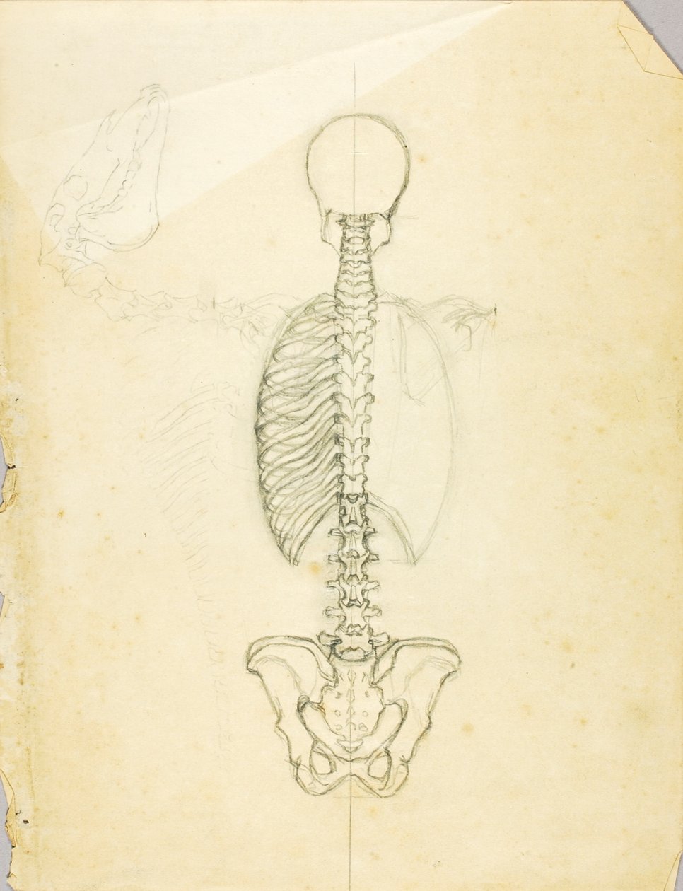 Anatomian tutkimus tekijältä Solon H. Borglum