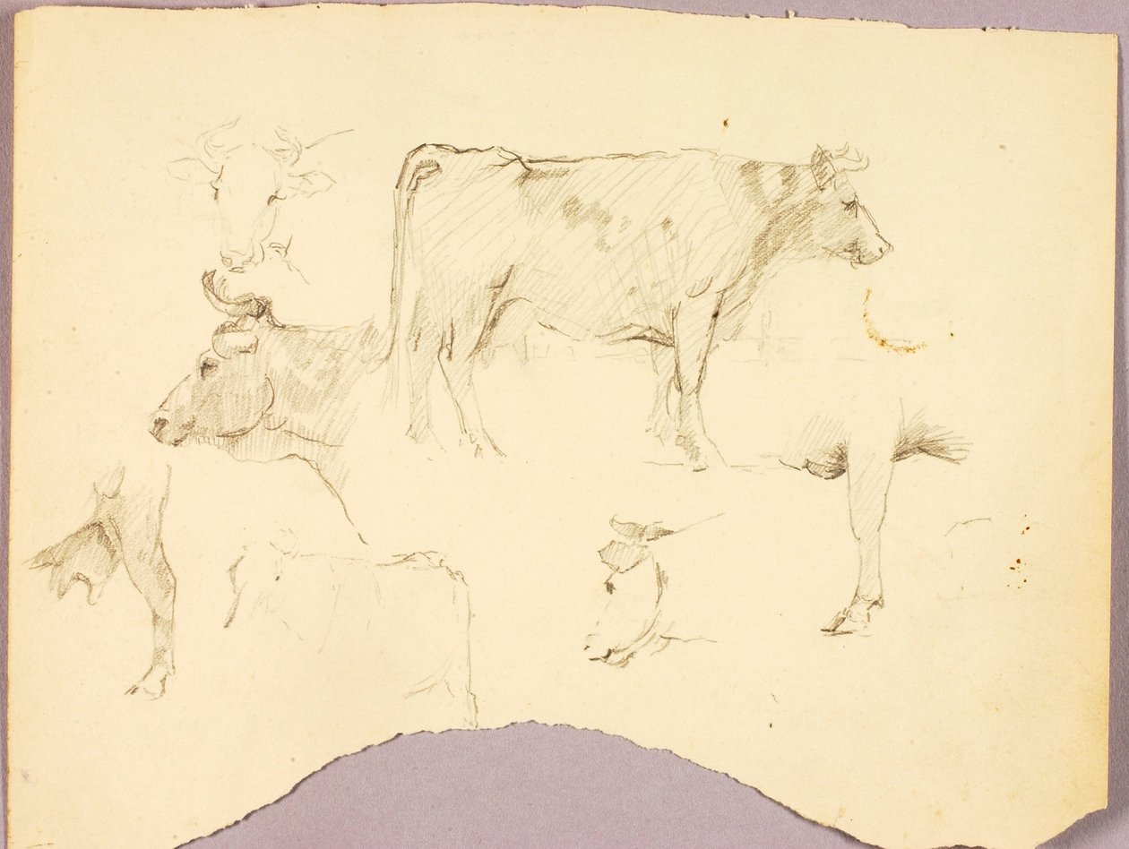 Bulls tekijältä Solon H. Borglum