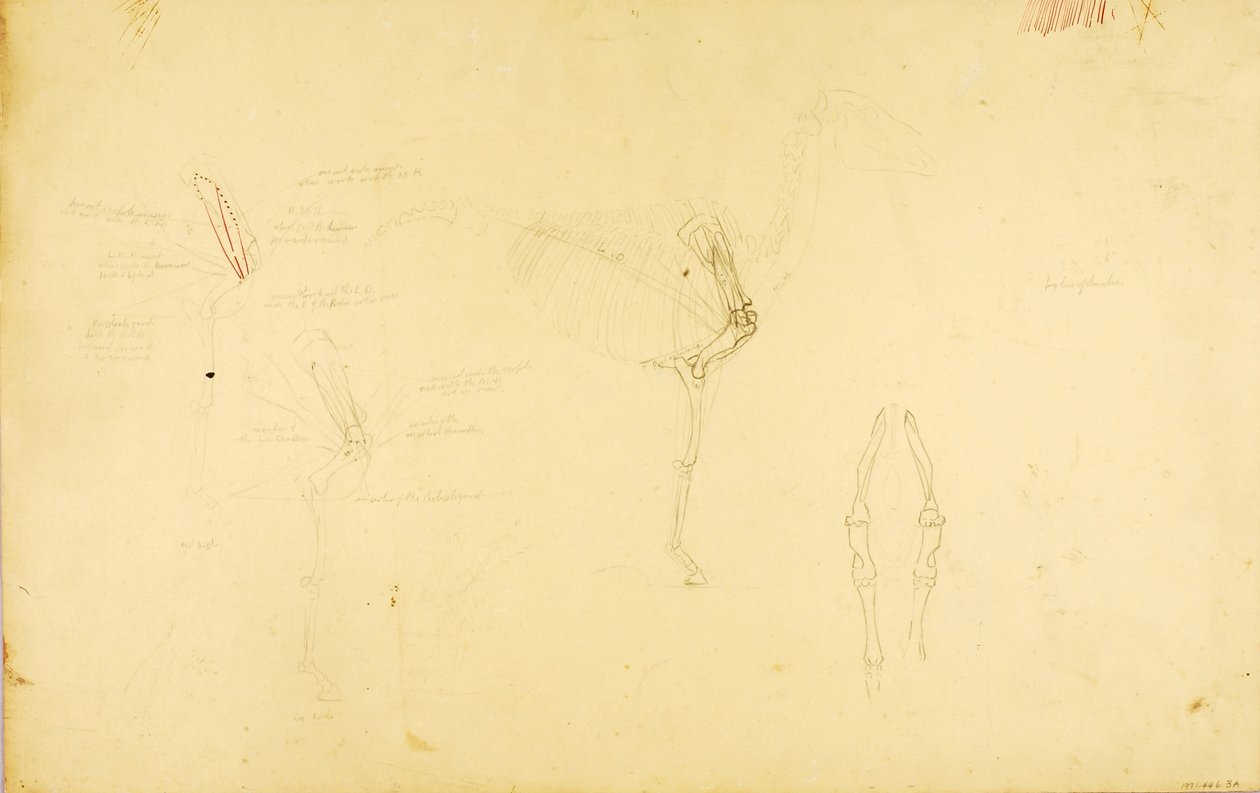 Hevosen anatomia tekijältä Solon H. Borglum