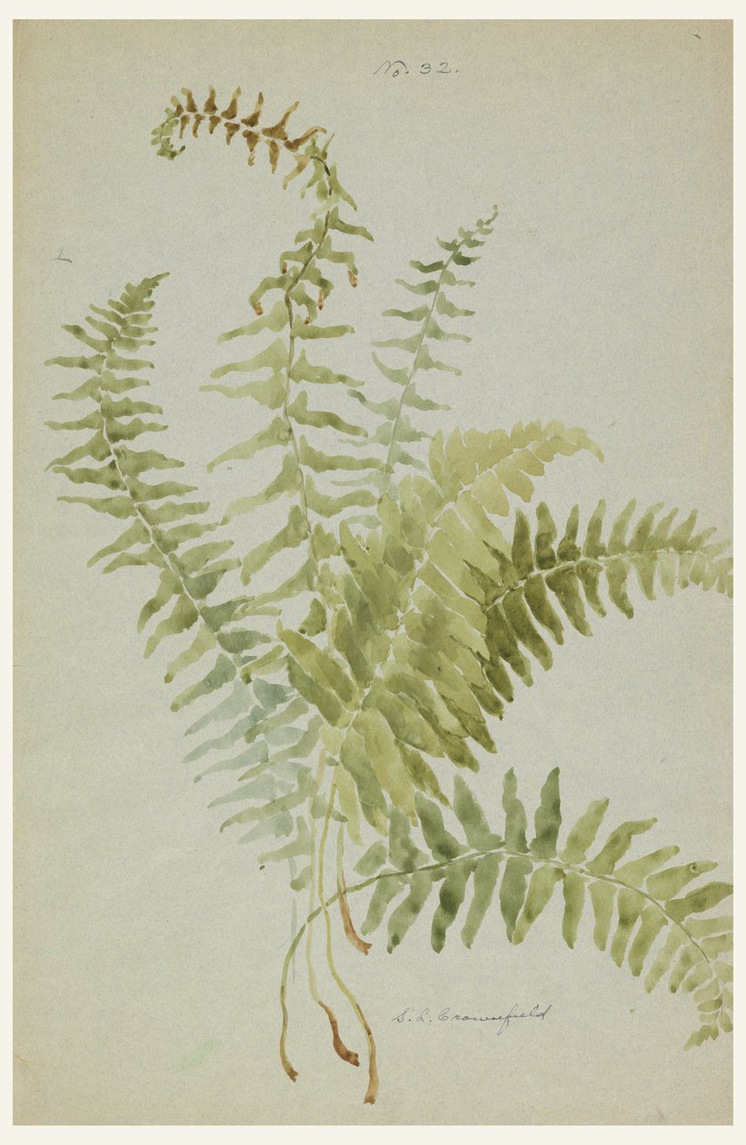 Piirustus, Saniaisten tutkimukset, 1900 -luvun alku tekijältä Sophia L. Crownfield