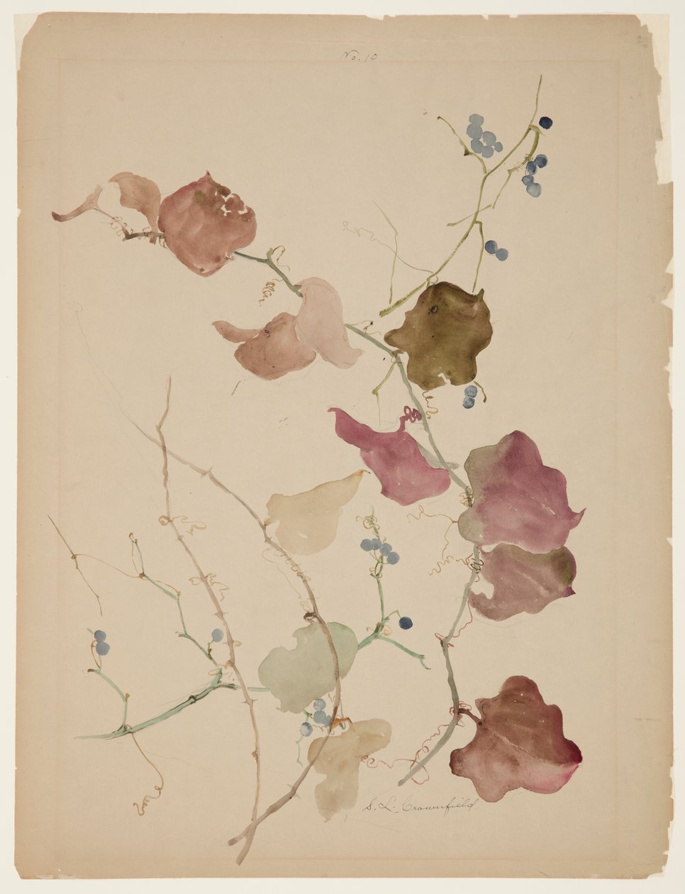 Tutkimus Clematis-viiniköynnöksestä ja sinimarjoista tekijältä Sophia L. Crownfield