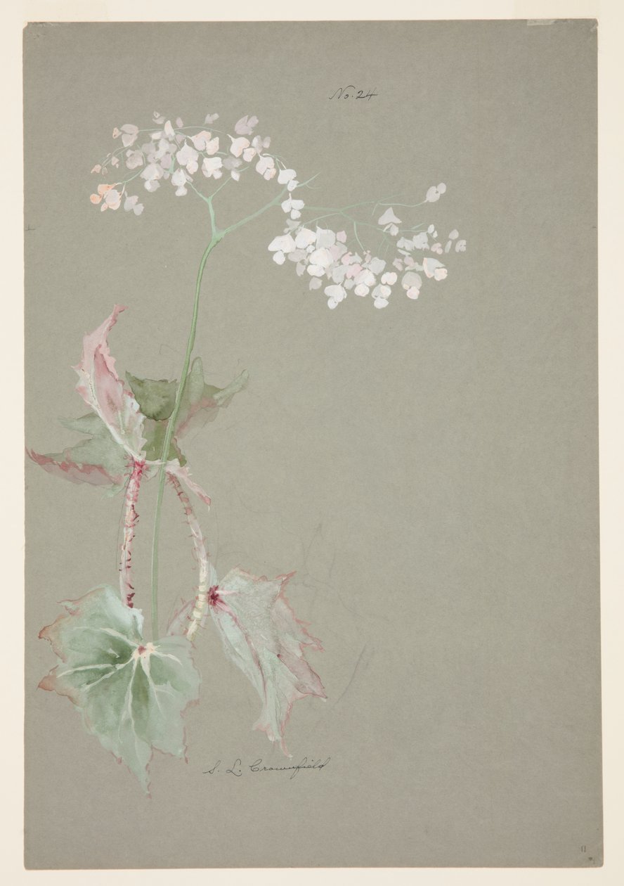 Pink Begonian tutkimus tekijältä Sophia L. Crownfield
