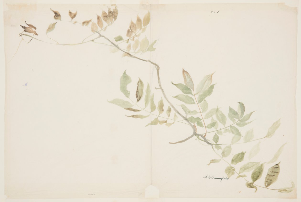 Estudi de Wisteria Foliagefinnish tekijältä Sophia L. Crownfield