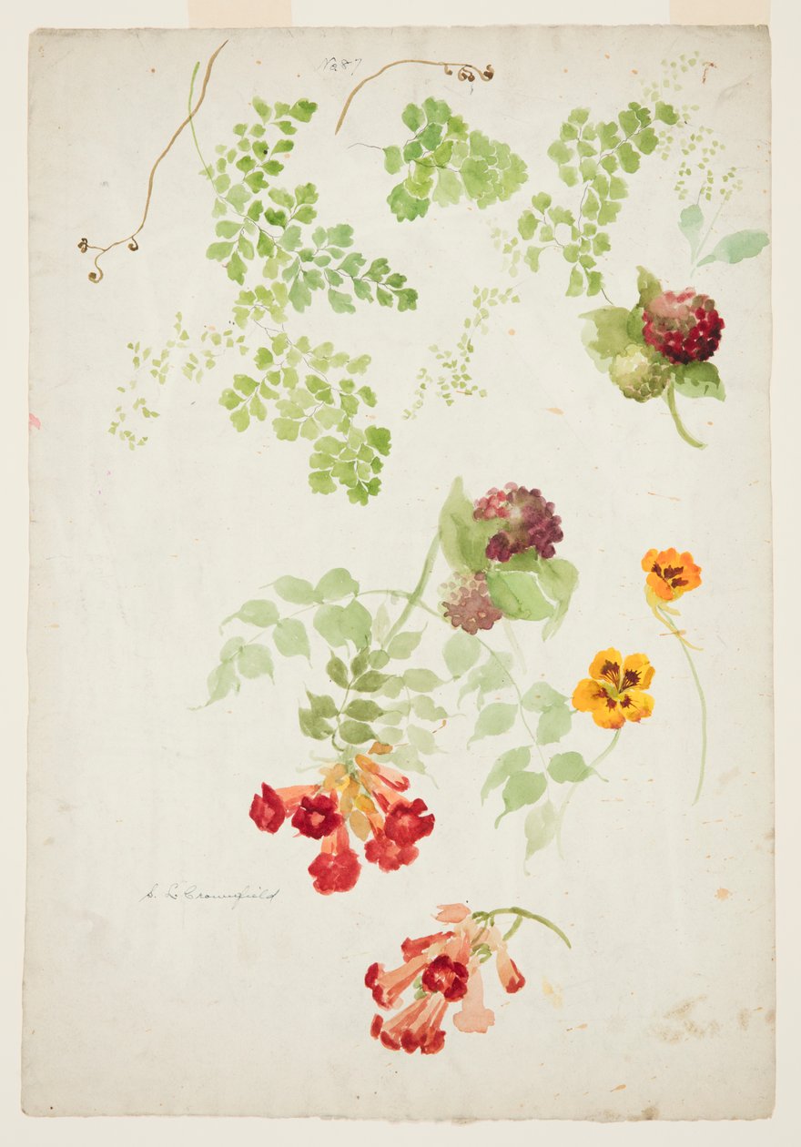 Maidenhair Fern, Trumpet Vine ja Nasturtium tutkimus tekijältä Sophia L. Crownfield