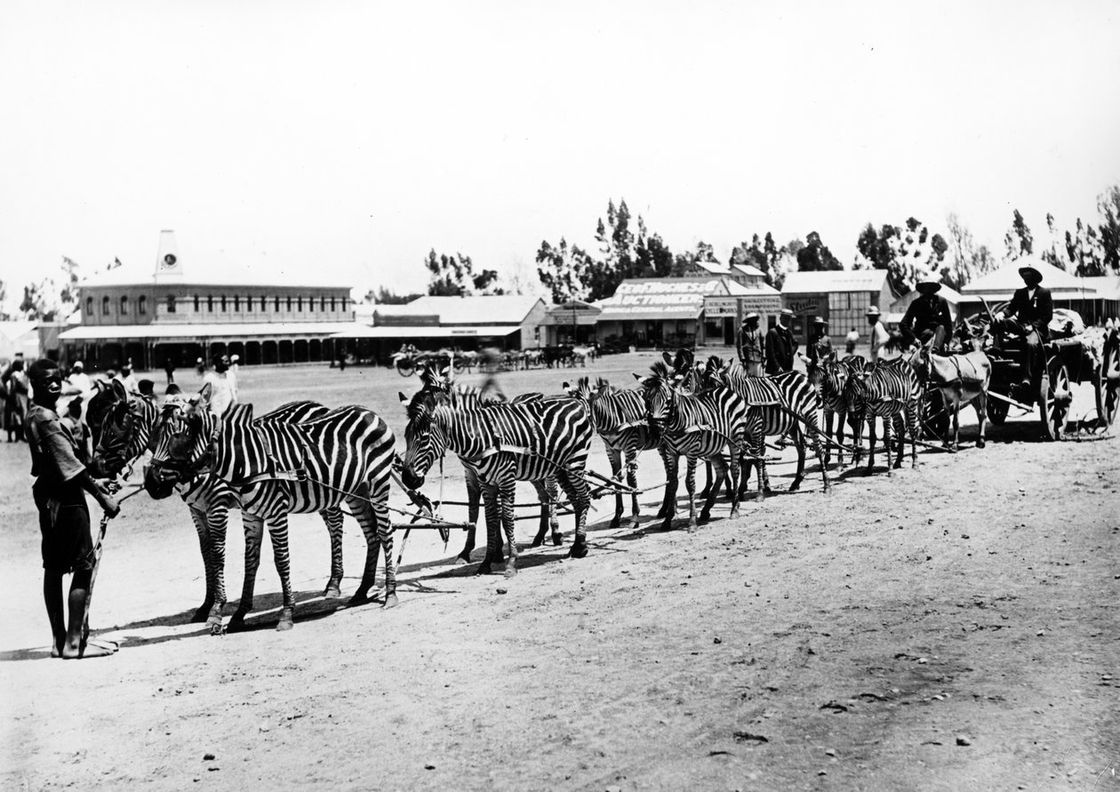 Seepravedetyt kärryt, n. 1890 tekijältä South African Photographer