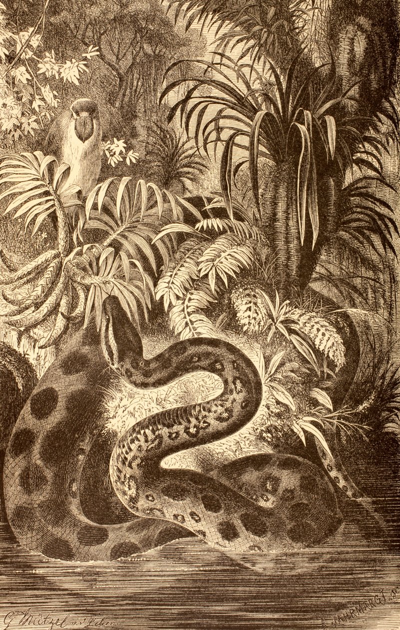 Anaconda etsii saalista, "La Vida de los Animales", julkaistu Espanjassa n. 1885 tekijältä Spanish School