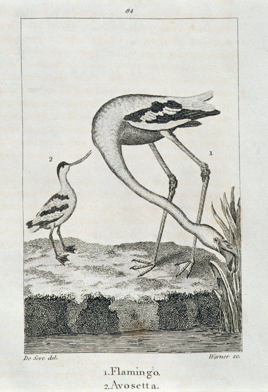 Flamingo at Avosetta, mula sa A History of the Earth and Animated Nature, London 1816 (copper plate engraving)finn tekijältä Spanish School