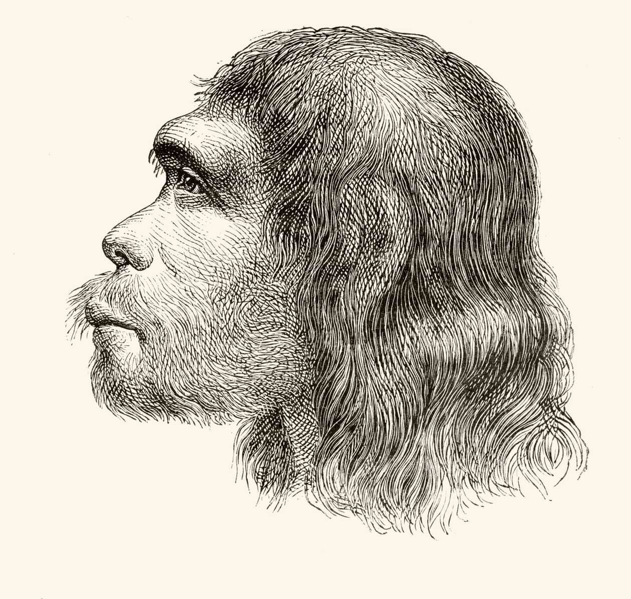 Neandertalin miehen pää, "Nuestro Siglo", julkaistu Barcelona, 1883 tekijältä Spanish School
