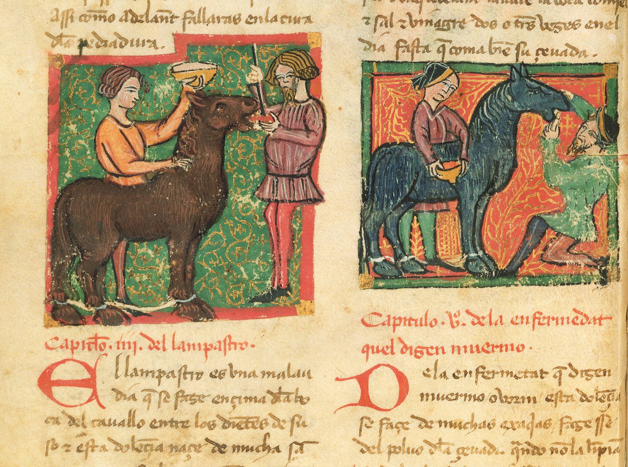 Ms 214 fol.26v Glossiitin parantaminen hevosella, Juan Alvarezin Libro de Menescalcia y Albeyteria, n. 1390 tekijältä Spanish School