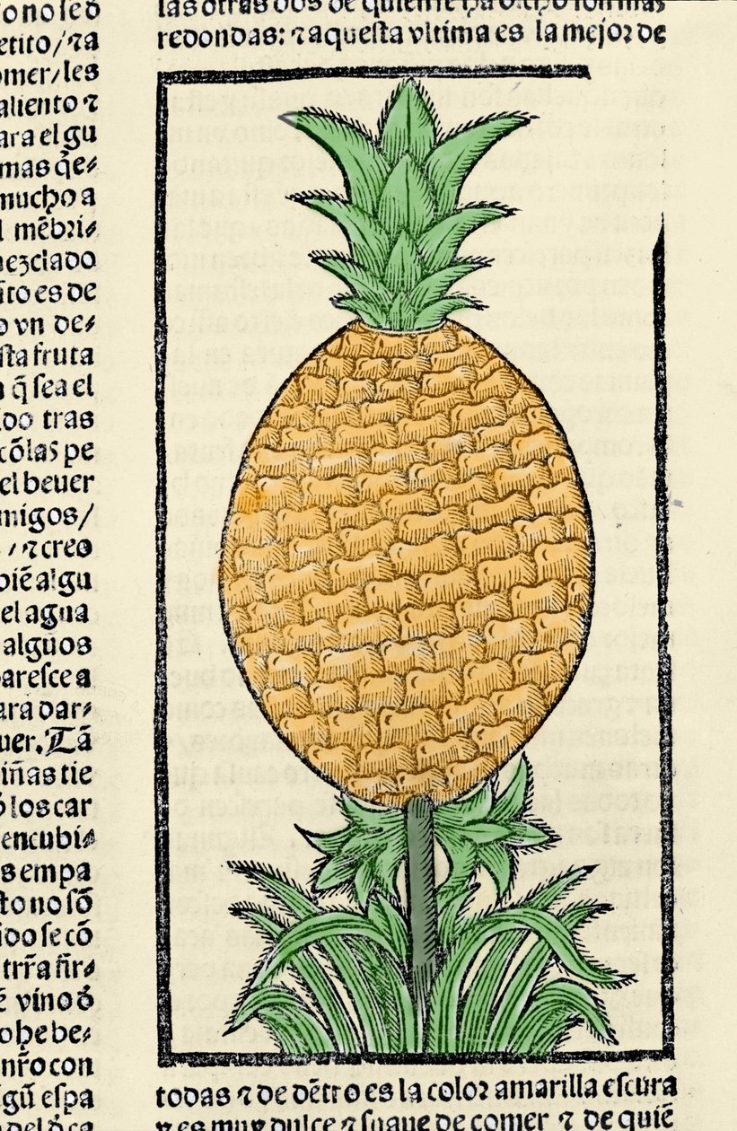 Kuvaus ananasta. Kaiverrus kirjasta "Intian, saarten ja valtameren mantereen yleinen historia" Gonzalo Fernandez de Oviedo (Gonzalo) tai Fernandez de tai Hernandez de Oviedo y Valdes (1478-1557) tekijältä Spanish School