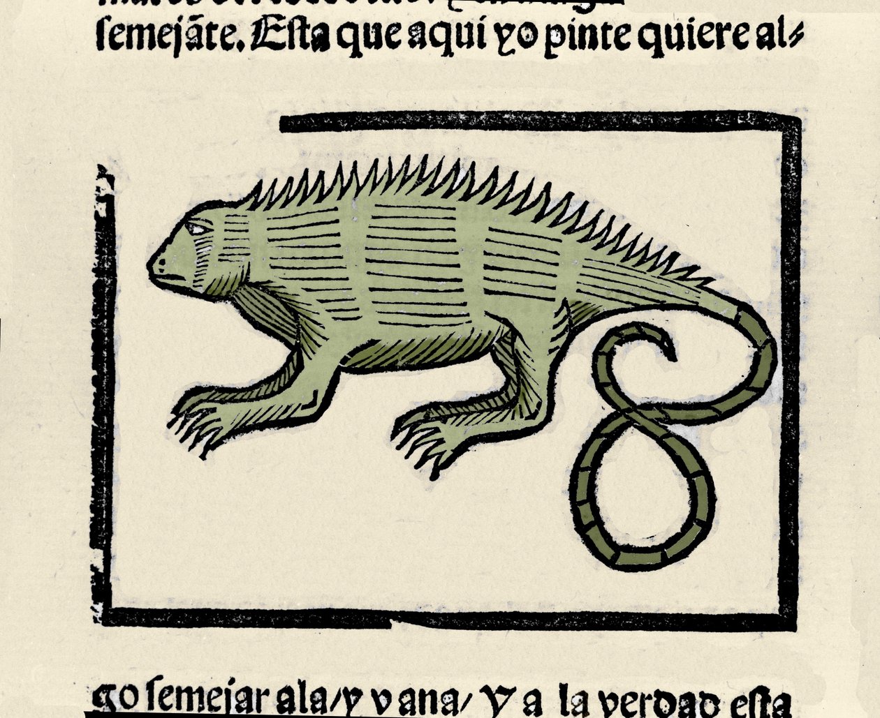 Edustus iguaanista. Kaiverrus kirjasta "Intian, saarten ja valtameren mantereen yleinen historia" Gonzalo Fernandez de Oviedo (Gonzalo) tai Fernandez de, ou Hernandez de Oviedo y Valdes (1478-1557) tekijältä Spanish School