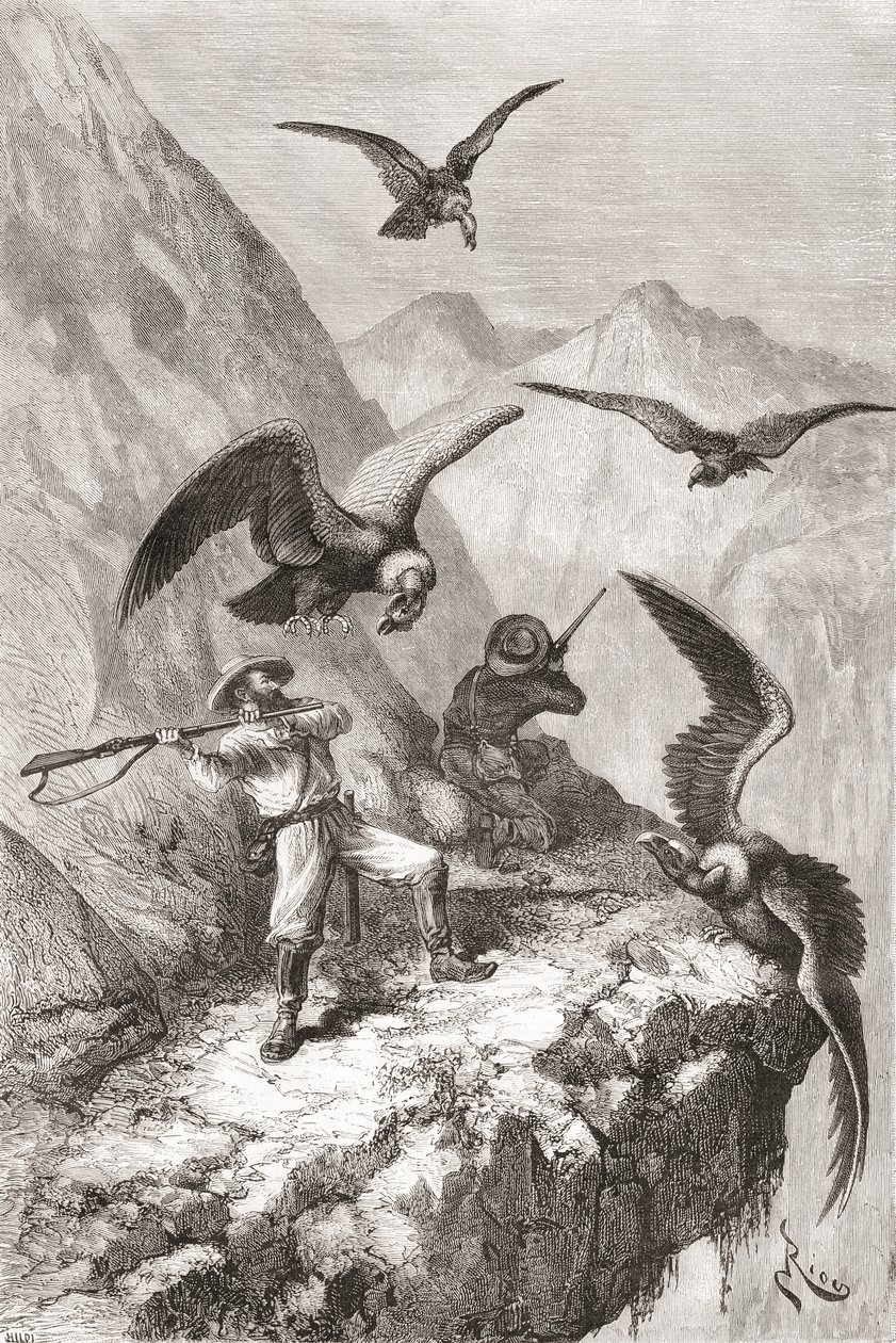 Édouard François André ja hänen toverinsa joutuivat kondorien kimppuun lähellä Calacalia, Pichinchan maakunnassa, Ecuadorissa hänen kasvitieteellisen tutkimusmatkansa aikana Andien juurella vuosina 1875–76. tekijältä Spanish School