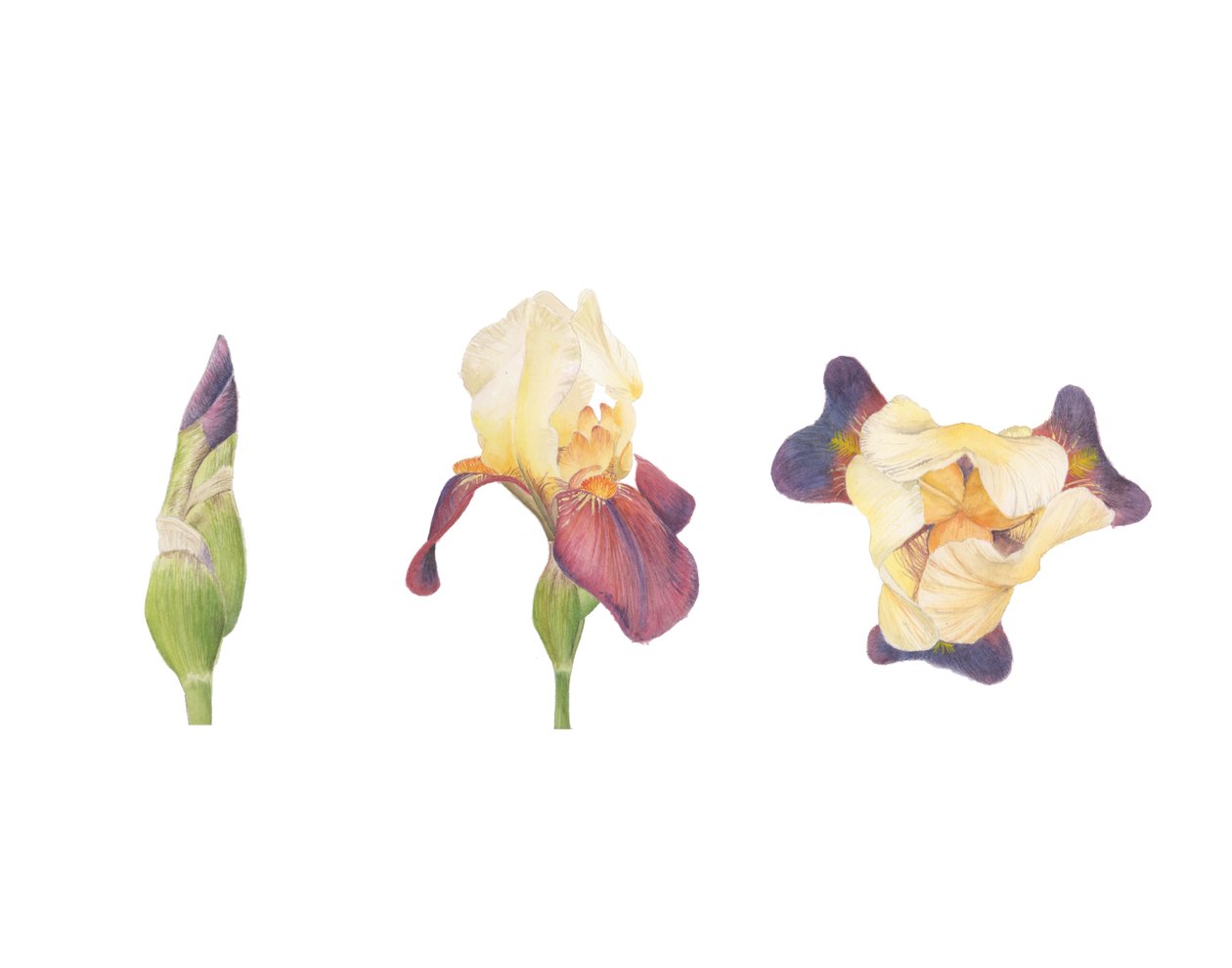 Parrakas iiris, 2013 (akvarelli) tekijältä Stacy Hsu
