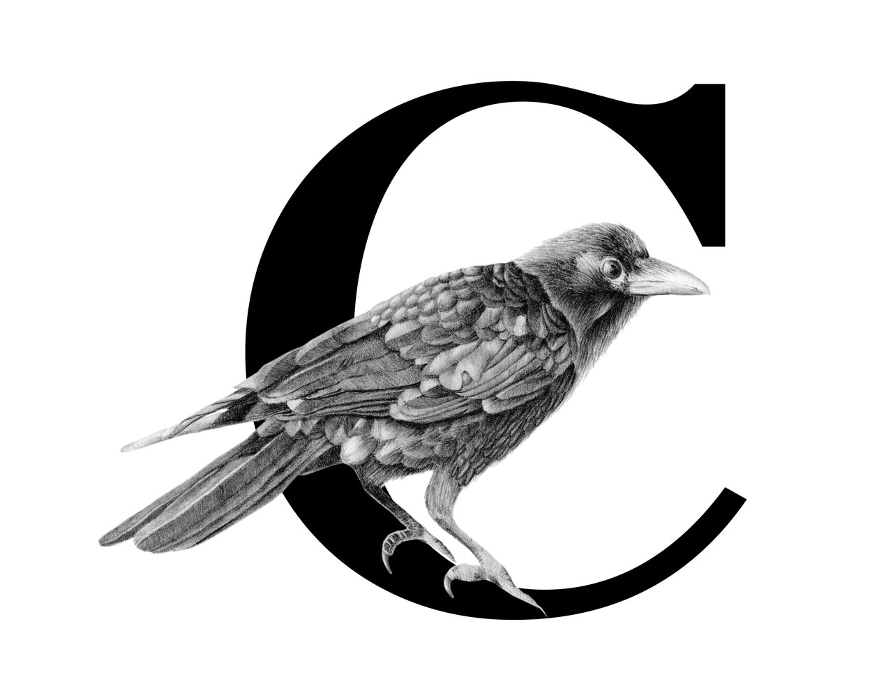 C on Crowille, 2018 (grafiittikynä ja digitaalinen) tekijältä Stacy Hsu