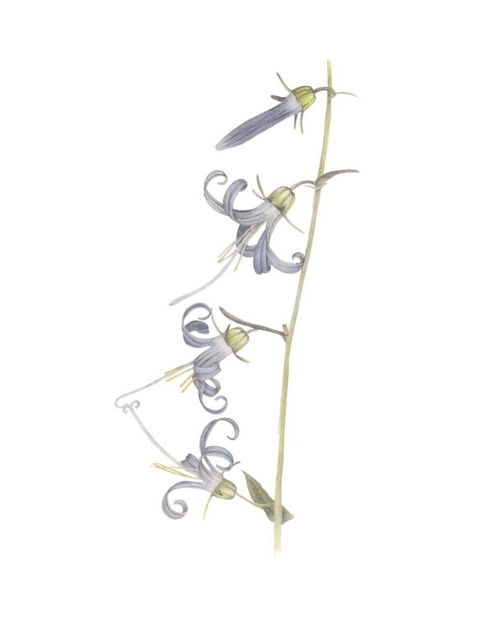 California Harebell, 2015 (grafiittikynä ja akvarelli) tekijältä Stacy Hsu