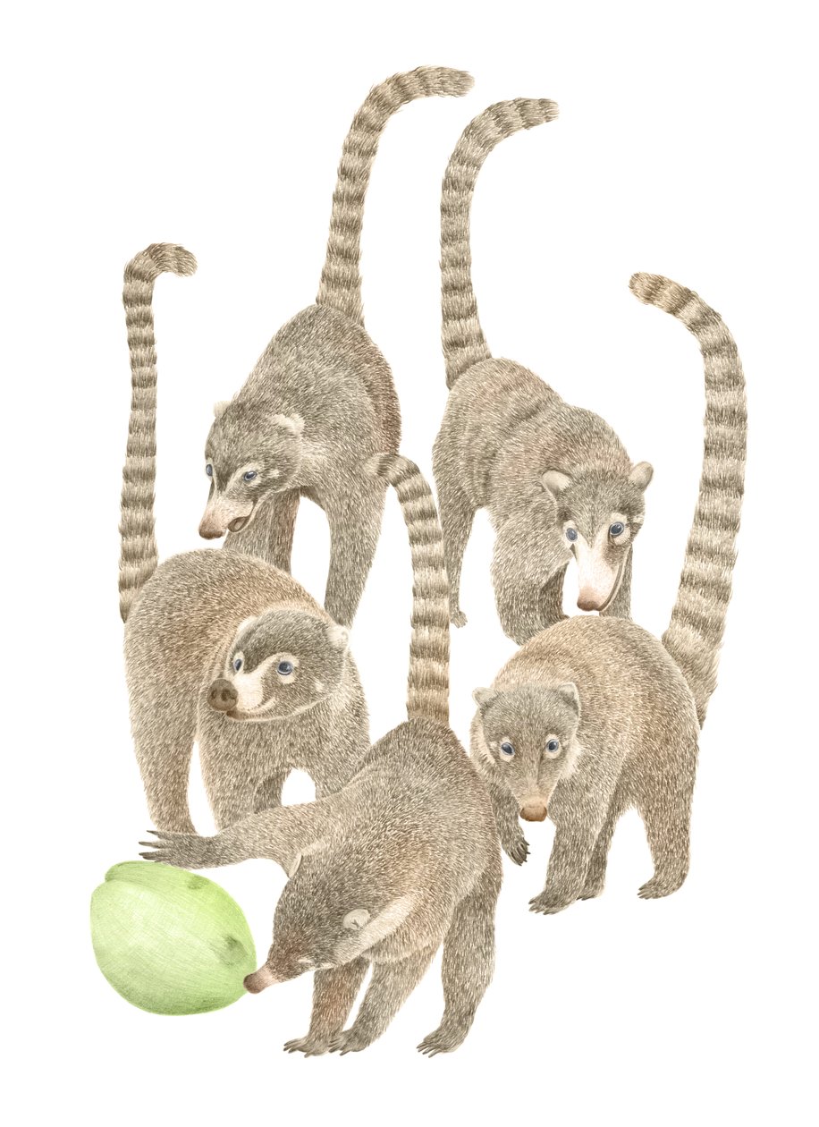 Costa Rica Coatis, 2019 (grafiittikynä ja digitaalinen) tekijältä Stacy Hsu