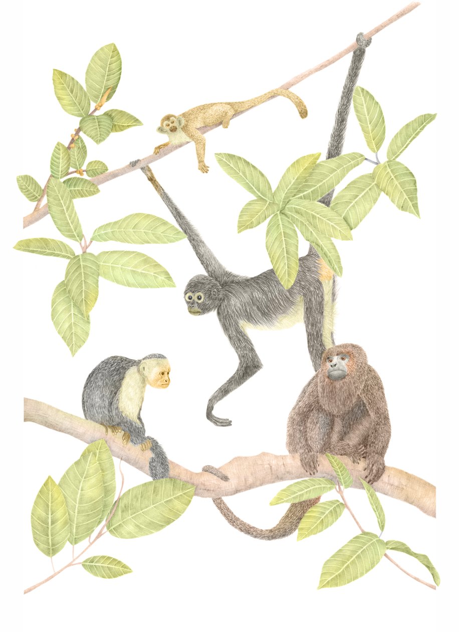 Costa Rica Monkey, 2019 (grafiittikynä ja digitaalinen) tekijältä Stacy Hsu