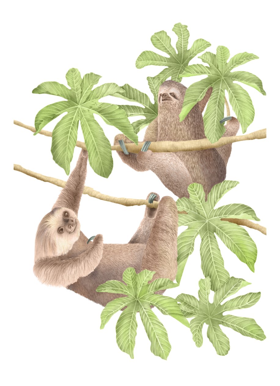 Costa Rica Sloths, 2019 (grafiittikynä ja digitaalinen) tekijältä Stacy Hsu