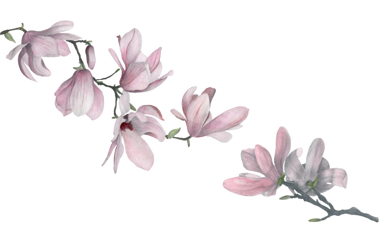 Magnolia, 2015 (grafiittikynä ja akvarelli) tekijältä Stacy Hsu