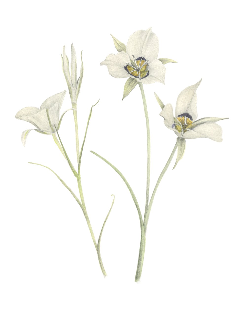Mariposa Lily, 2018 (grafiittikynä ja akvarelli) tekijältä Stacy Hsu