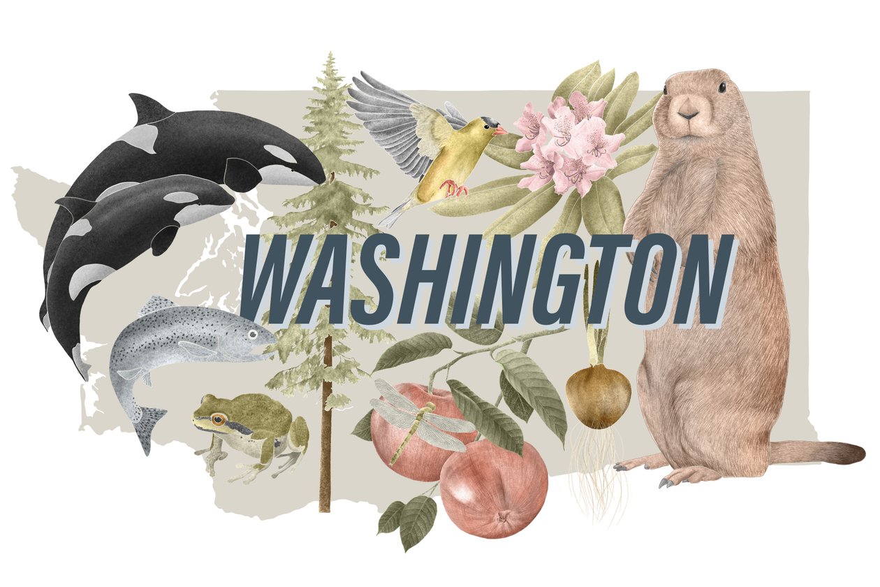 Washingtonin osavaltion symbolit, 2018 (grafiittikynä ja digitaalinen) tekijältä Stacy Hsu