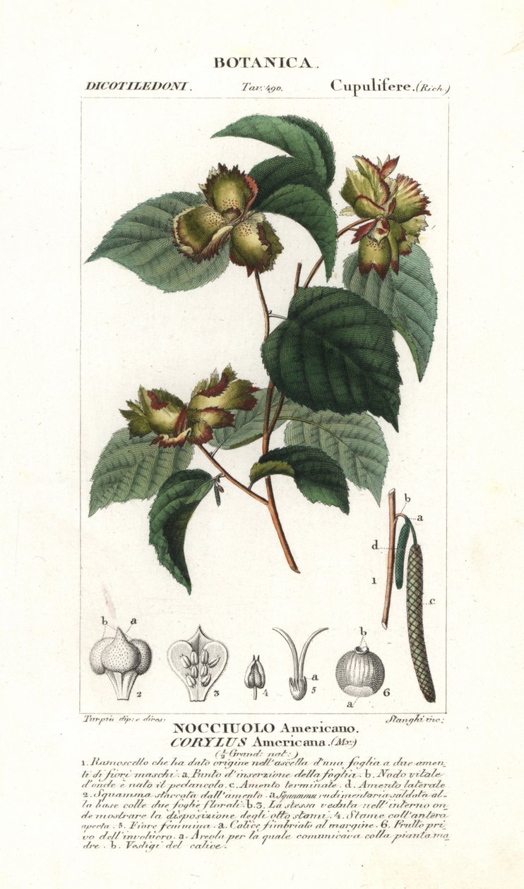 Amerikkalainen hasselpähkinä, Corylus americana tekijältä Stanghi Stanghi