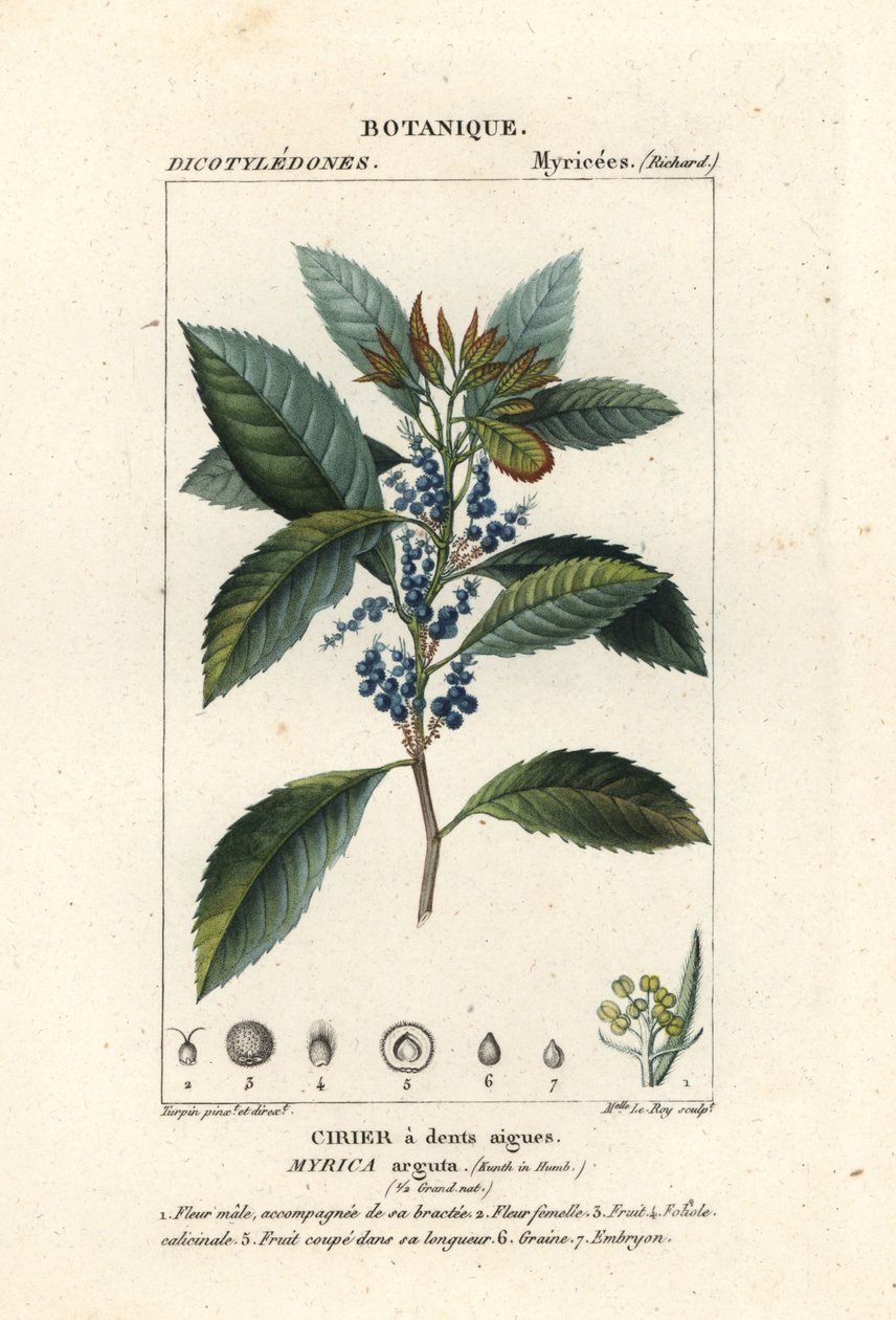Bayberry, Morella pubescens finlandès tekijältä Stanghi Stanghi