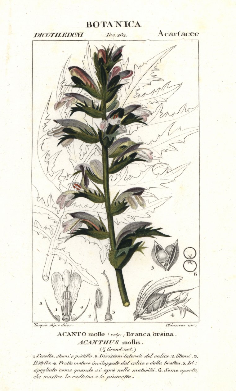 Karhun polvihousut tai merilaituri, Acanthus mollis tekijältä Stanghi Stanghi