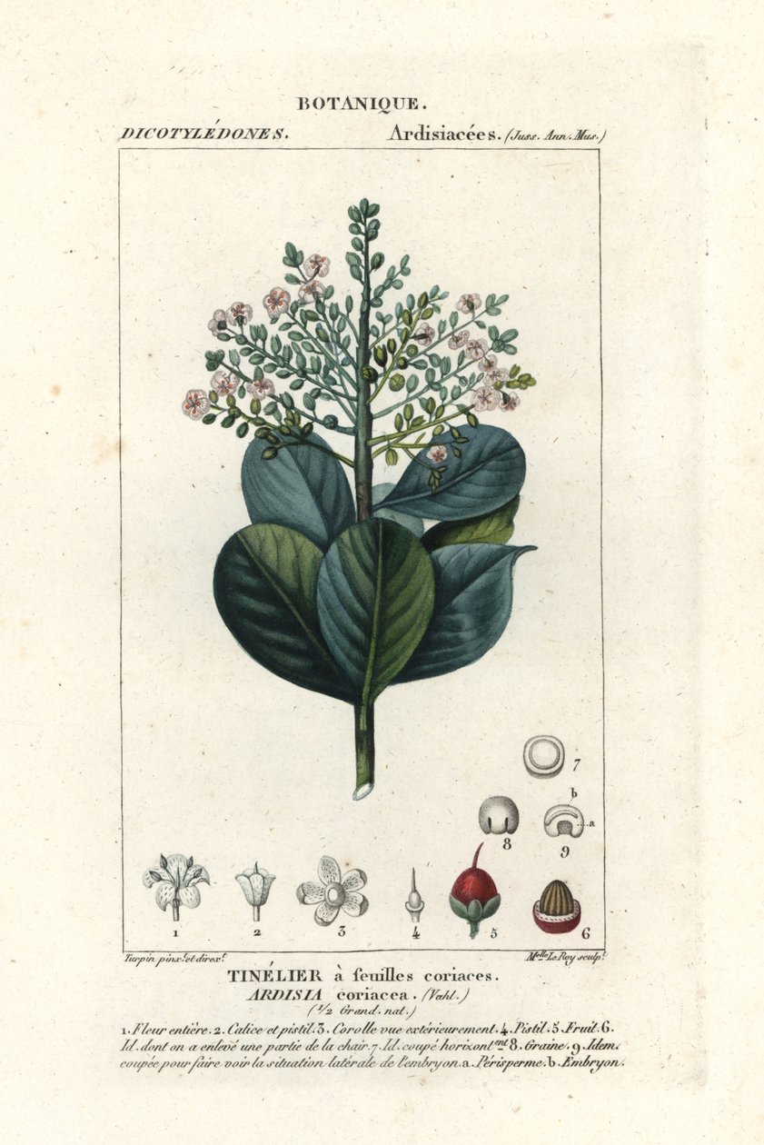 Naudanliha, Ardisia coriacea tekijältä Stanghi Stanghi